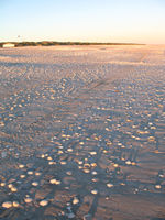 Another early morning, 80 Mile Beach